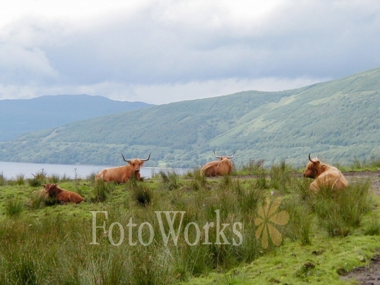 Vaches écossaises, Trossachs