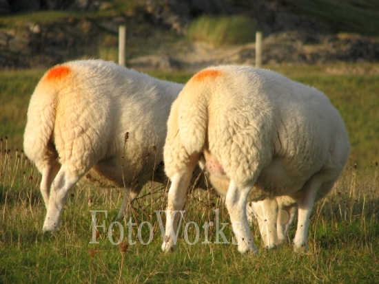 Derrières de moutons, Ecosse