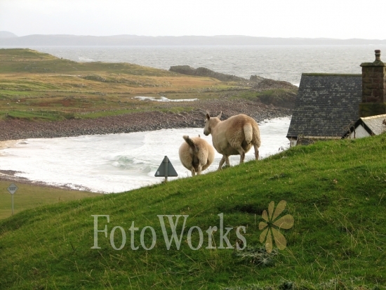 Runaway sheep