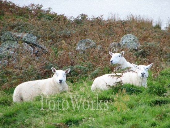 Peaceful sheep, Scotland
