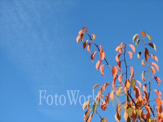 Branchage à l'automne