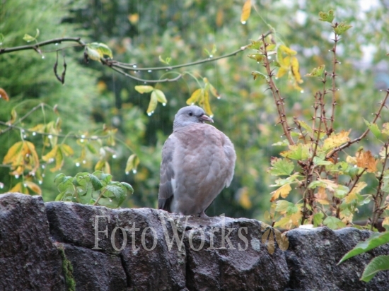Pigeon sous la pluie