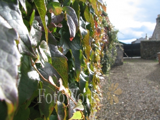 Vigne vierge en automne