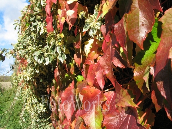 Vine foliage in Autumn