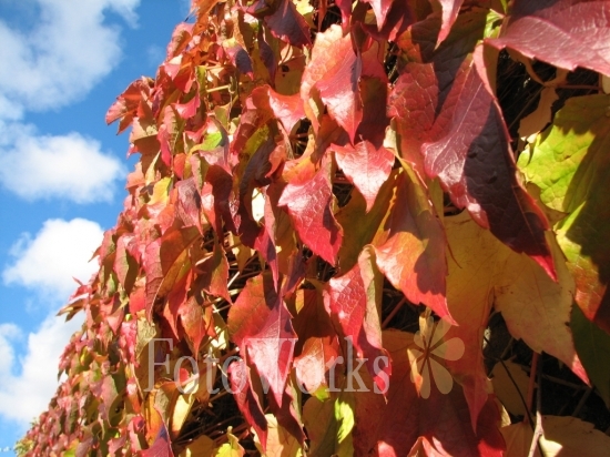 Red vine in autumn