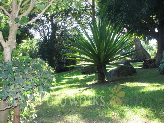 Botanic Garden of Deshaies