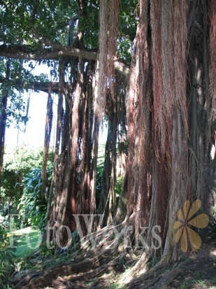 The Big Banyan