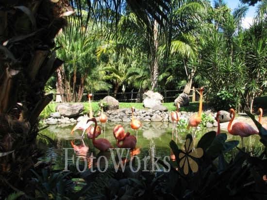 The red flamingos of Deshaies