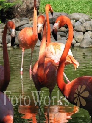 Les flamants rouges de Deshaies