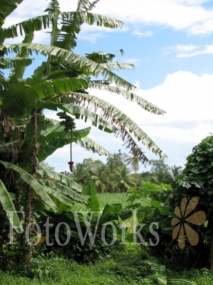 Dans la campagne guadeloupéenne