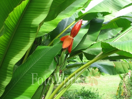 La fleur du bananier