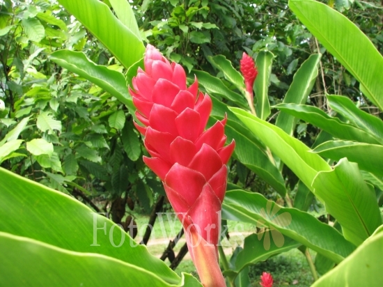Alpinia, Plantation Grand-Café