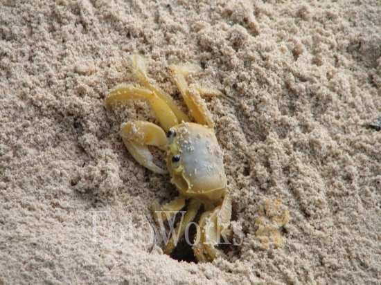 Caribbean crab