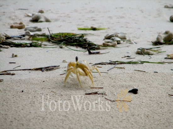 Escaping Caribbean crab