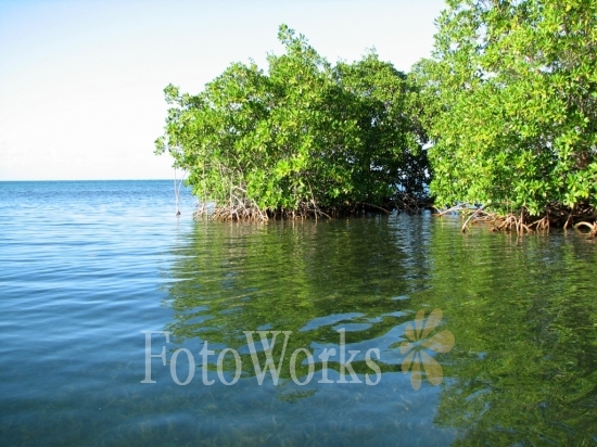 The mangrove