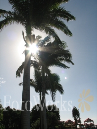 Sunshine through coconut trees