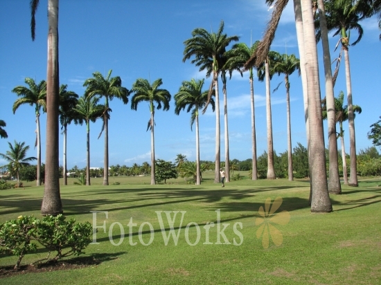 Coconut trees, Saint-François