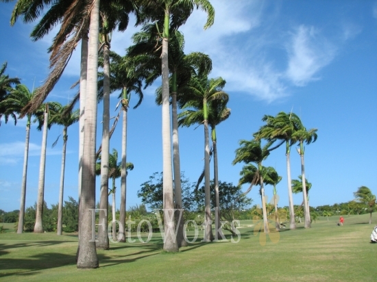 Coconut trees, Saint-François