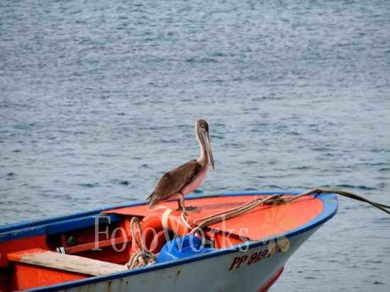 Pelican on a boat