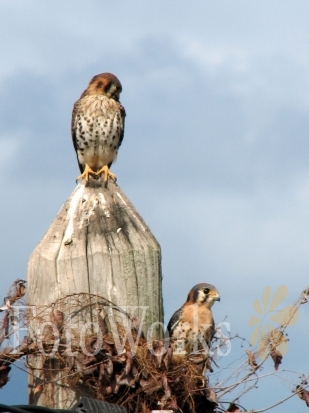 Two birds of prey