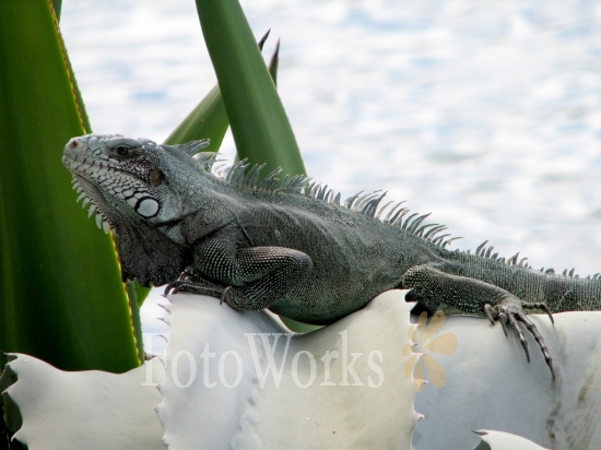 The iguana of "La Saladerie"