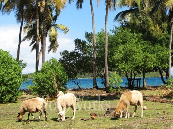 Pain de Sucre, Les Saintes