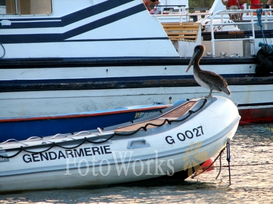 Police-pelican