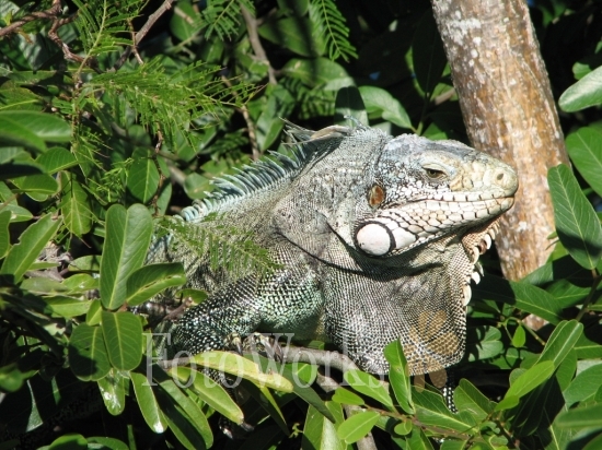 Iguana at Fort Napoléon