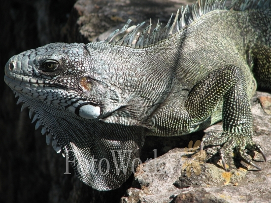 Iguana at Fort Napoléon