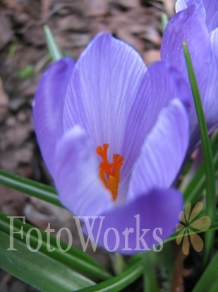 Crocus