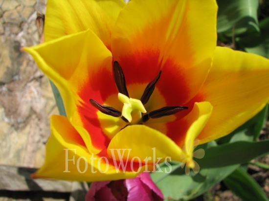 Tulipe
