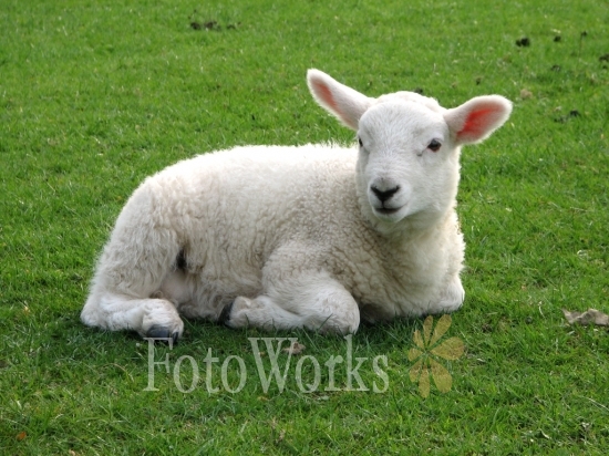 Peaceful lamb