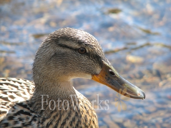 Duck, Keswick