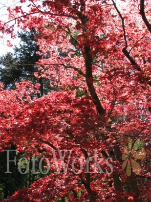 Red foliage, Keswick