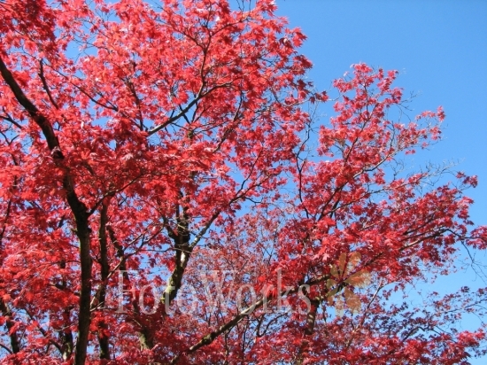 Red foliage, Keswick