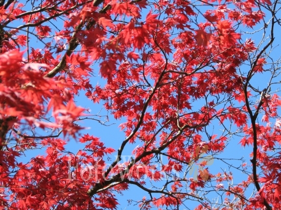 Red foliage, Keswick