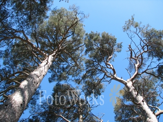 Arbres sur ciel bleu