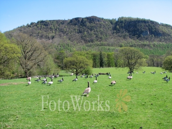 Un troupeau d'oies, Keswick