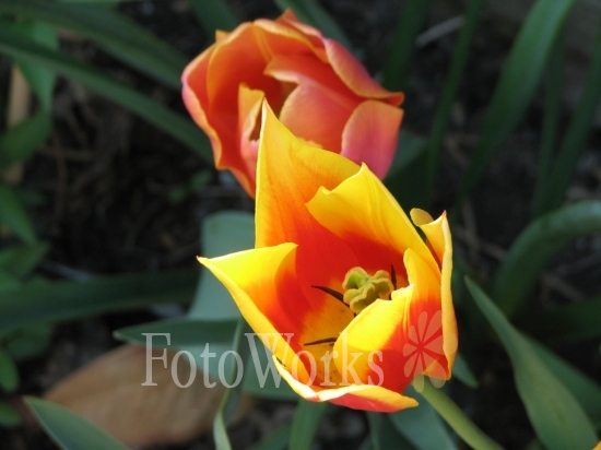 Tulipes