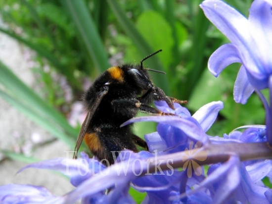 Bourdon sur Jacinthe des bois
