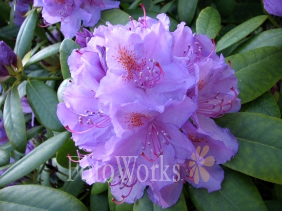 Rhododendron