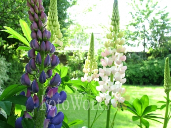 Lupins