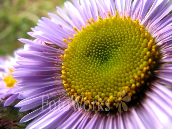 Erigeron