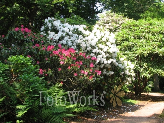 Rhododendrons in the woods