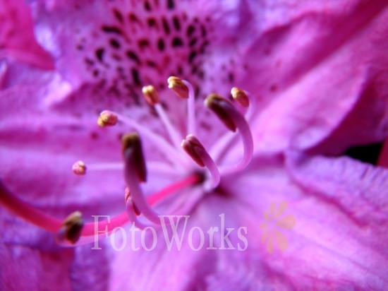 Rhododendron