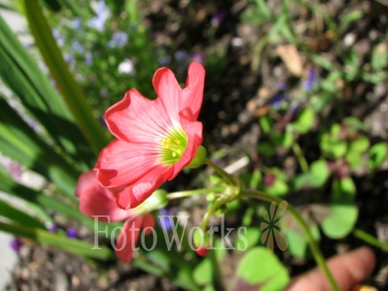 Petites fleurs d'été