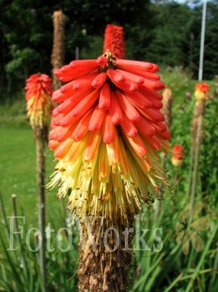 Faux Aloes