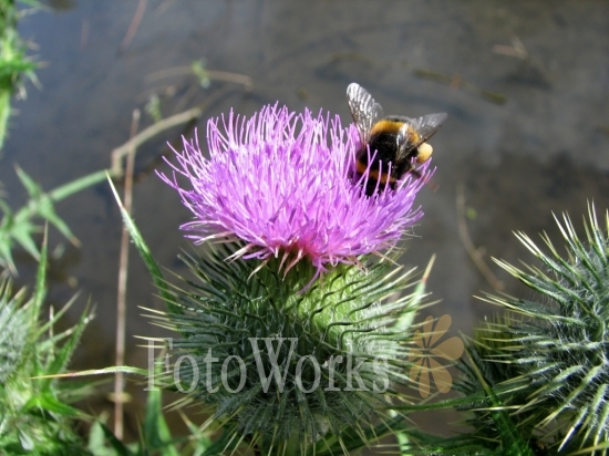 Bumblebee on Thistle