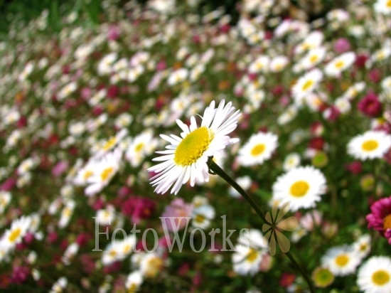 Field of Bellis Perennis