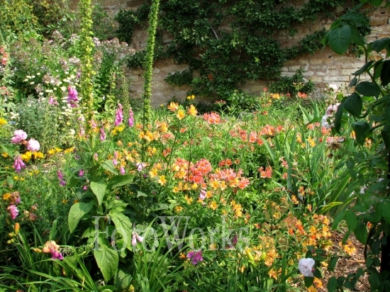 Mix of flowers
